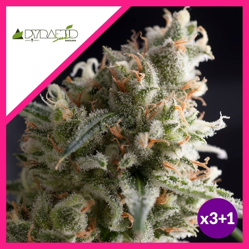 LENNON FEM X3+1-PYRAMID SEEDS (DS)