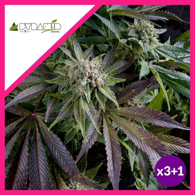 BLUE PYRAMID FEM X3+1-PYRAMID SEEDS (DS)