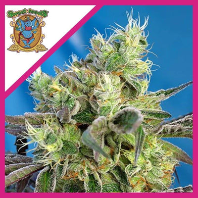 DO-SWEET-DOS FEM X3+1-SWEET SEEDS (DS)