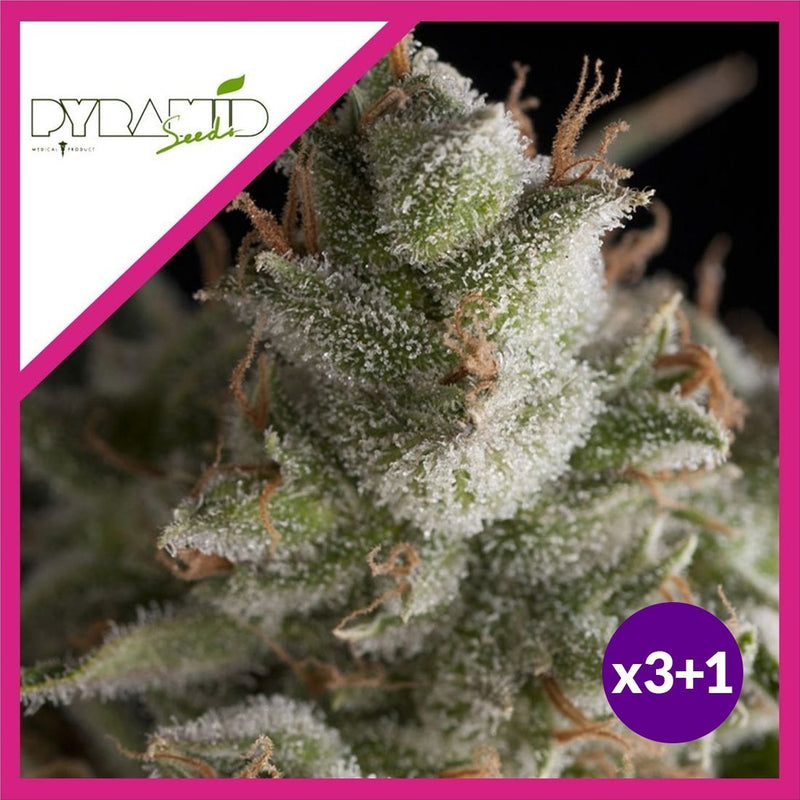 FRESH CANDY FEM X3+1-PYRAMID SEEDS (DS)
