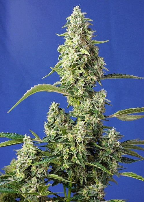GORILLA GIRL XL AUTO X3+1-SWEET SEEDS (DS)