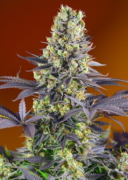 SWEET ZKITTLEZ FEM X3+1-SWEET SEEDS (DS)