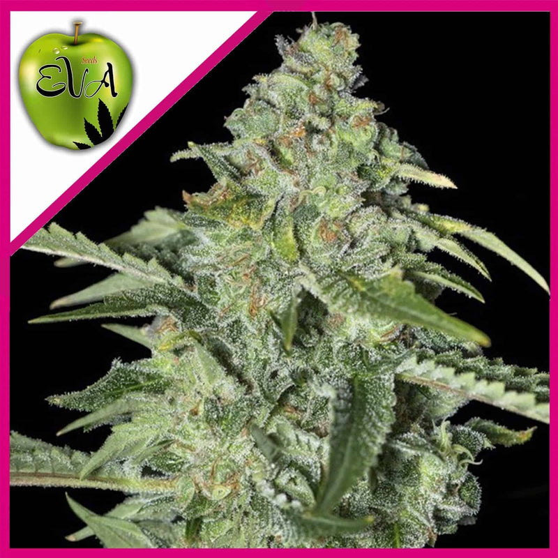 TNT KUSH CBD FEM X3+1-EVA SEEDS (DS)