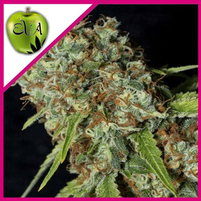 JAMAICAN DREAM CBD FEM X3+1-EVA SEEDS (DS)