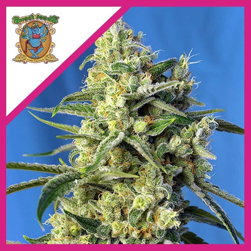 SWEET AMNESIA HAZE FEM X3+1-SWEET SEEDS (DS)