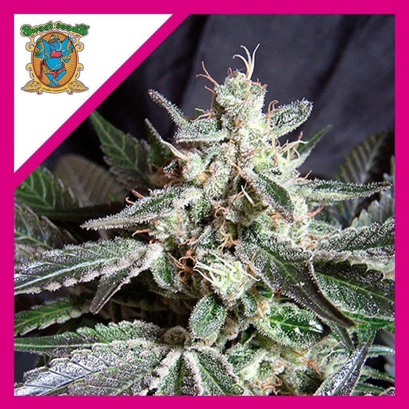 BLACK JACK F1 FEM X3+1-SWEET SEEDS (DS)