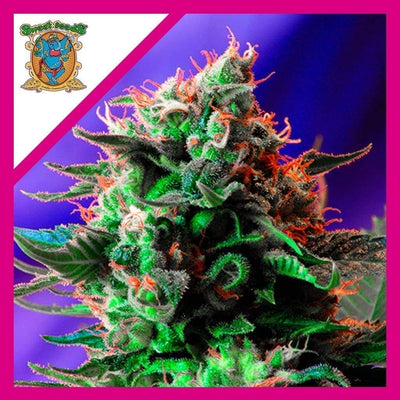 JACK 47 F1 FEM X3+1-SWEET SEEDS (DS)