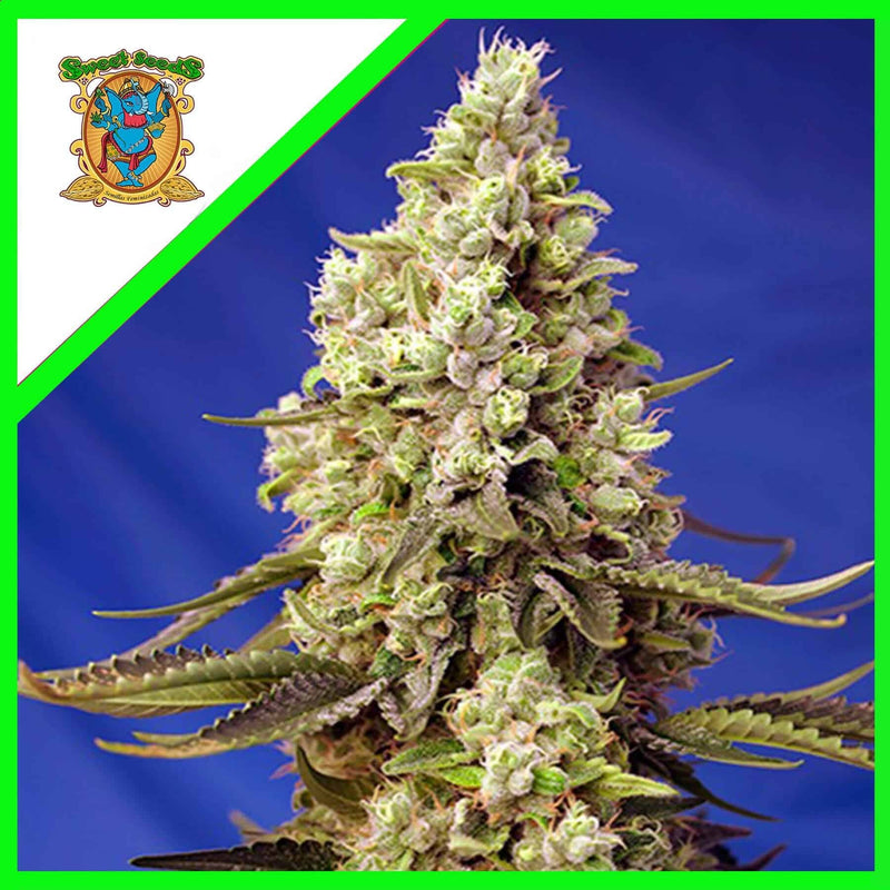 RUNTZ XL AUTO X3+1-SWEET SEEDS (DS)