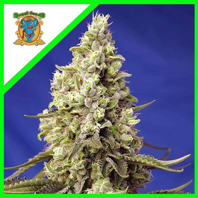 RUNTZ XL AUTO X5+2-SWEET SEEDS (DS)