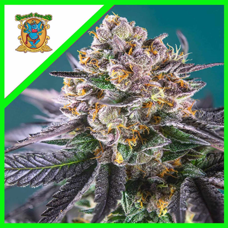 RED STRAWBERRY BANANA AUTO X5+2-SWEET SEEDS (DS)
