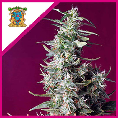 SWEET CHERRY PIE FEM X3+1-SWEET SEEDS (DS)