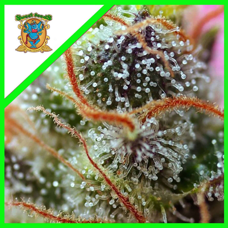 SWEET MIMOSA XL AUTO X5+2-SWEET SEEDS (DS)