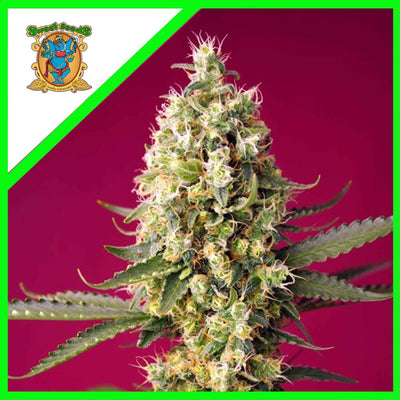SKYWALKER OG RUNTZ XL AUTO X3+1-SWEET SEEDS (DS)