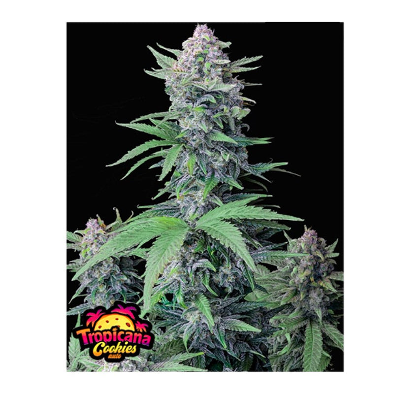 TROPICANA COOKIES AUTO 3+2-FAST BUDS (DS)