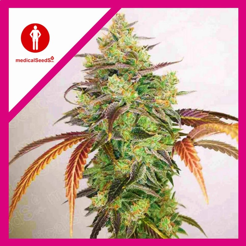 Y GRIEGA CBD 2.0 FEM X3+2-MEDICAL SEEDS (DS)