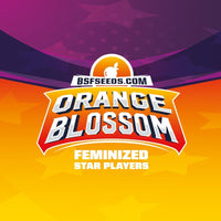 ORANGE BLOSSOM XXL AUTO X2-BSF (DS)
