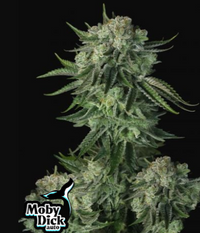 ORIGINAL MOBY DICK AUTO X3-FAST BUDS (DS)