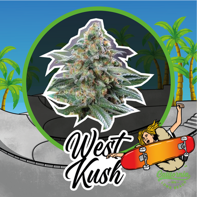 WEST KUSH AUTO X2-DELIRIUM SEEDS (DS)