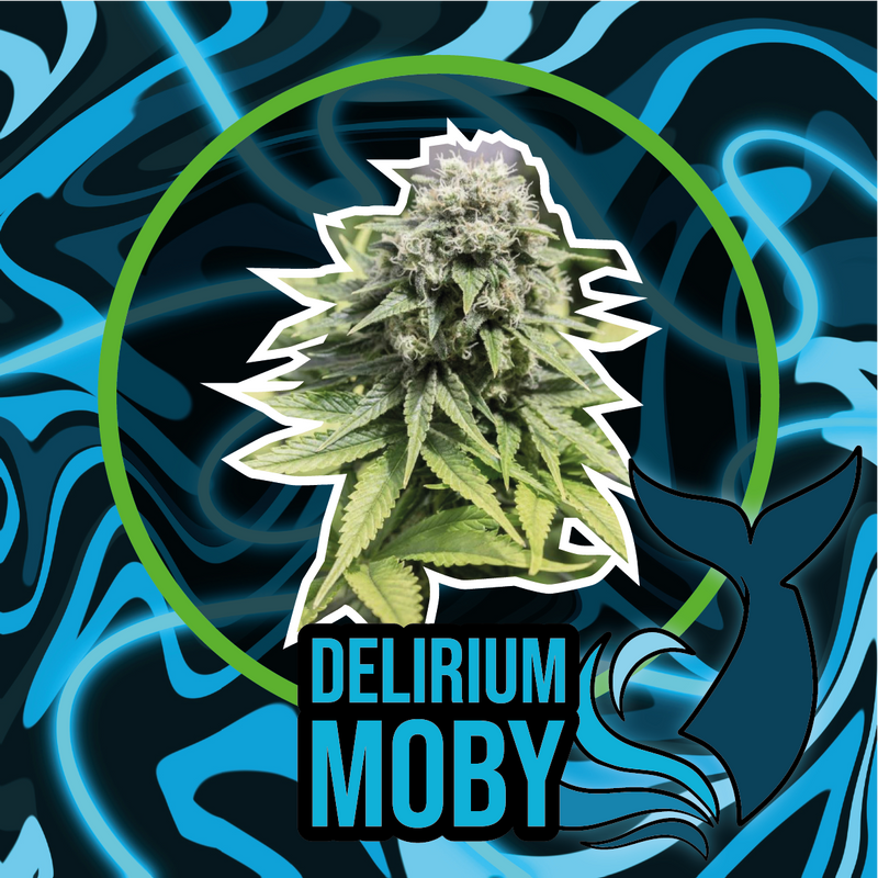 DELIRIUM MOBY AUTO X1-DELIRIUM SEEDS (DS)