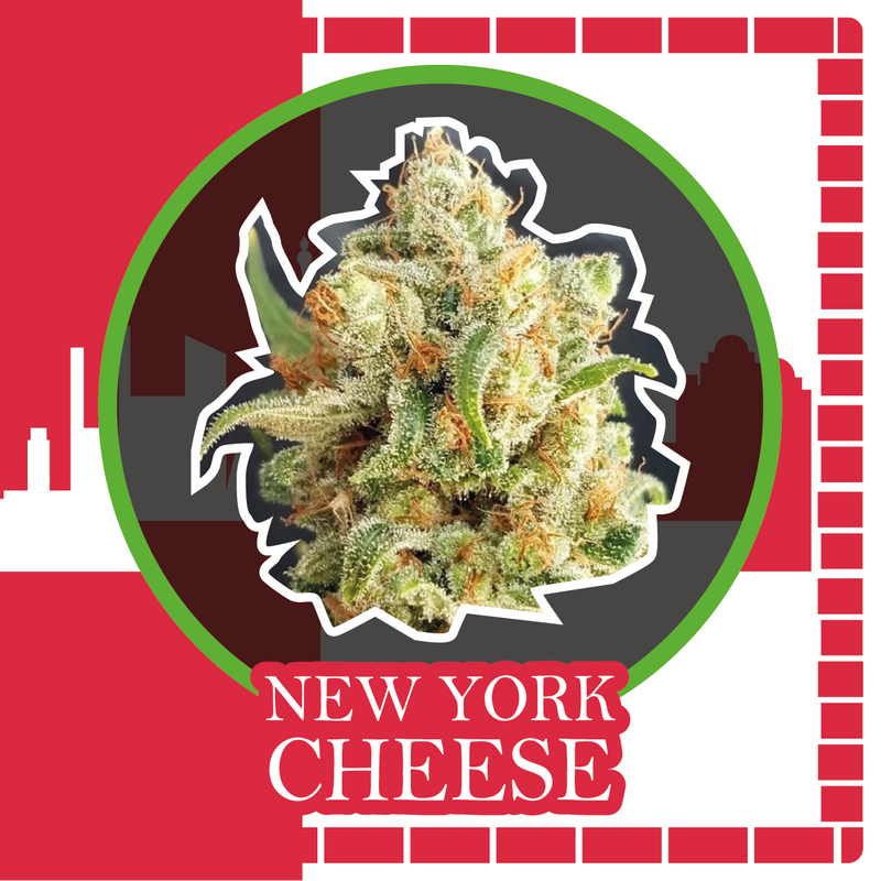 NEW YORK CHEESE AUTO X1-DELIRIUM SEEDS (DS)