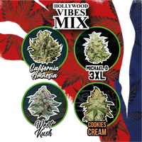 MIX HOLLYWOOD VIBE AUTO X14-DELIRIUM SEEDS (DS)