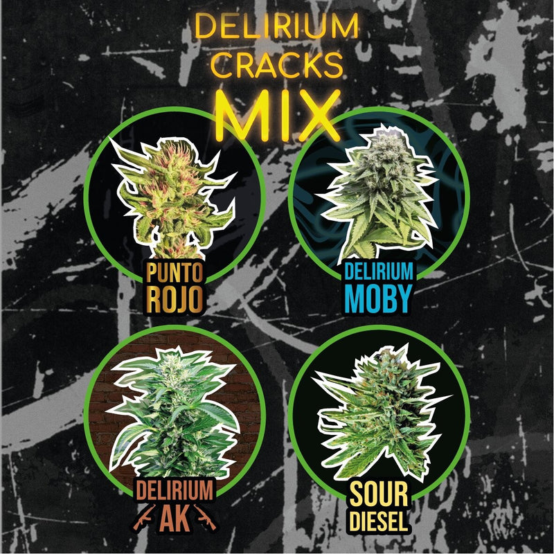 MIX DELIRIUM CRACK FAST VERSION X14-DELIRIUM SEEDS (DS)