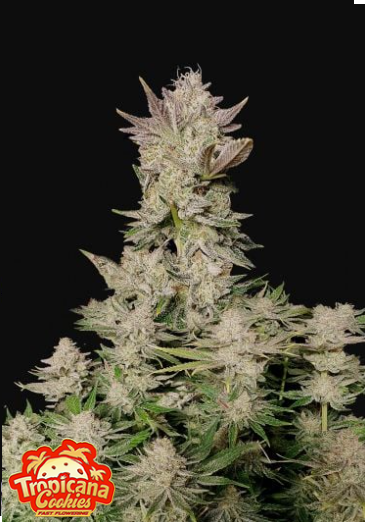 TROPICANA COOKIES FF 3+2 -FAST BUDS (DS)