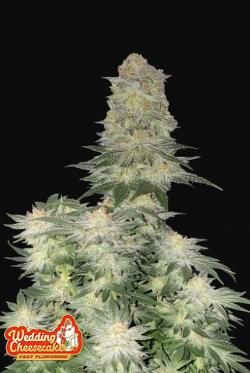 WEDDING CHEESECAKE FF 5+3 -FAST BUDS (DS)