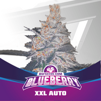 BLUE BERRY AUTO X12-BSF (DS)