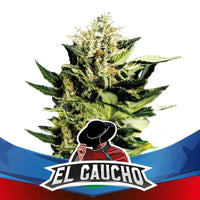 EL GAUCHO FASTER SP X2-BSF (DS)
