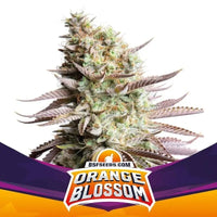 ORANGE BLOSSOM FEM X12-BSF (DS)