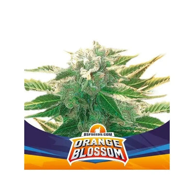 ORANGE BLOSSOM XXL AUTO X12-BSF (DS)