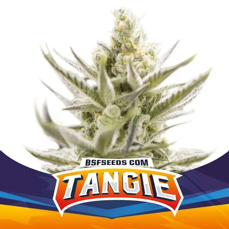 TANGIE XXL AUTO X12-BSF (DS)