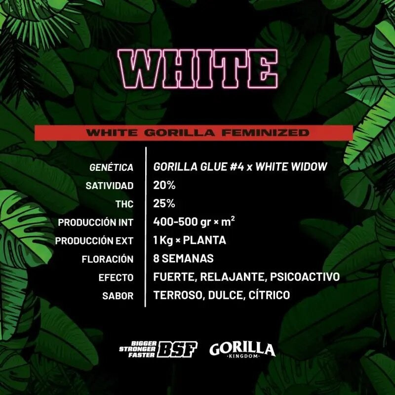 WHITE GORILLA FEM X2-BSF (DS)