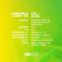 PINEAPPLE LARRY OG XXL AUTO X12-BSF (DS)