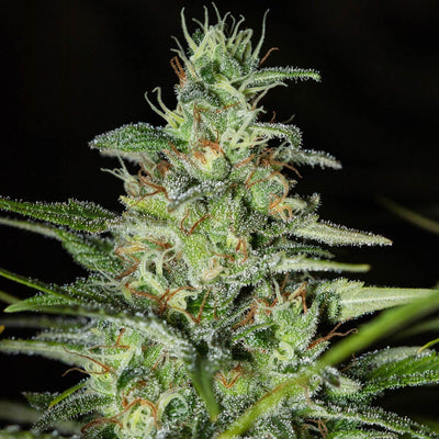 MONSTER CBD FEM X3+1-EVA SEEDS (DS)