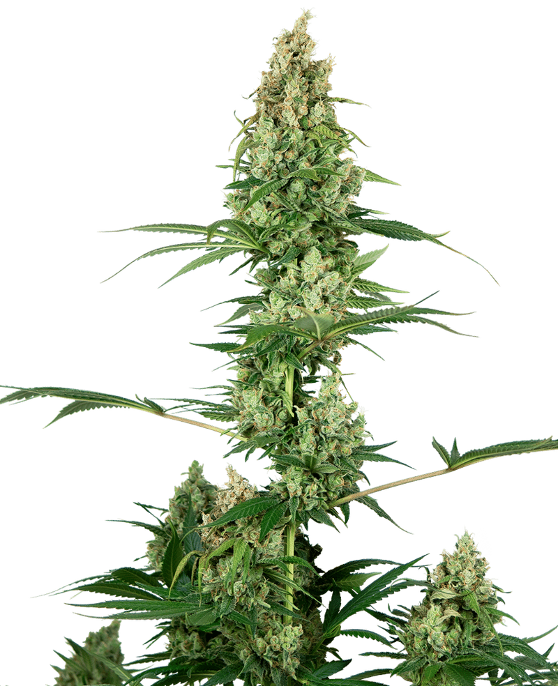 SILVER HAZE REGULAR X10-SENSI SEEDS (DS)