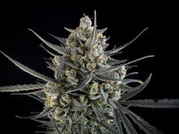 Pound Cake Auto (FB) 3+2 Semillas