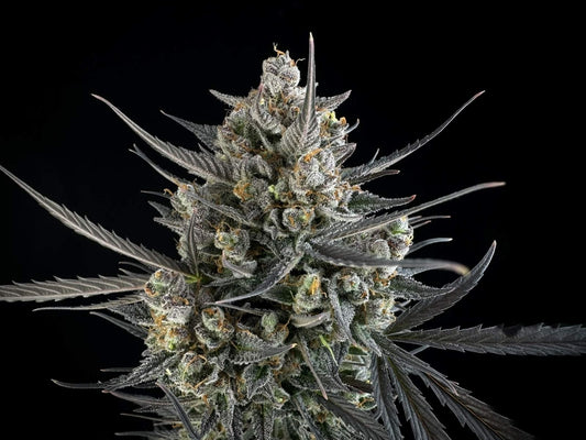 Pound Cake Auto (FB) 3+2 Semillas