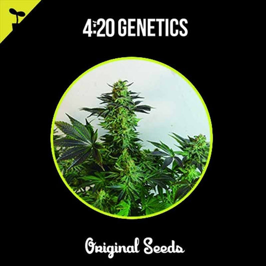 420 GENETICS ROSETA STONE 3UDS