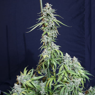 SUPER WATERMELON AUTO X3-EVA SEEDS (DS)