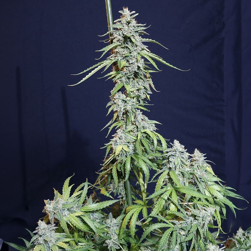 SUPER WATERMELON AUTO X3-EVA SEEDS (DS)