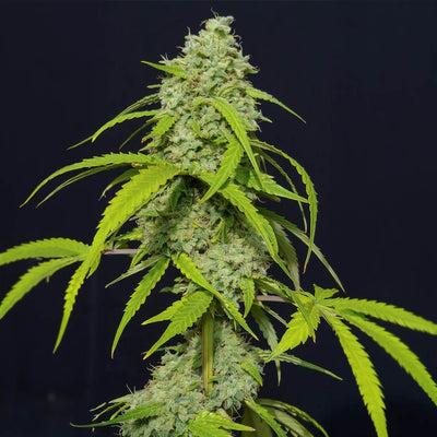 ORANGE KUSH AUTO X3-EVA SEEDS (DS)