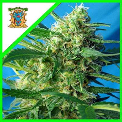 NYC DIESEL FEM X3+1-SWEET SEEDS (DS)