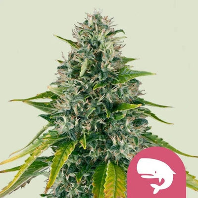 ROYAL MOBY FEM X100-ROYAL QUEEN SEEDS (DS)