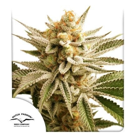 LEMON Z FEM X25-DUTCH PASSION (DS)