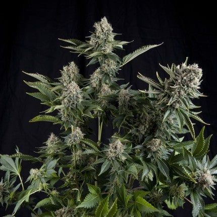 WHITE WIDOW FEM X5+2-PYRAMID SEEDS (DS)