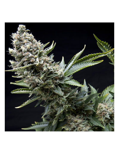 NEW YORK CITY FEM X5+2-PYRAMID SEEDS (DS)