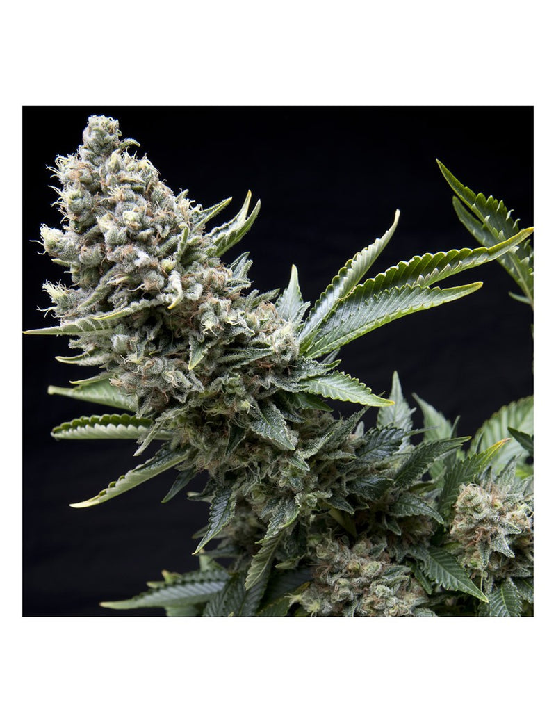 NEW YORK CITY FEM X5+2-PYRAMID SEEDS