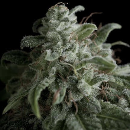 NEFERTITI FEM X5+2-PYRAMID SEEDS (DS)